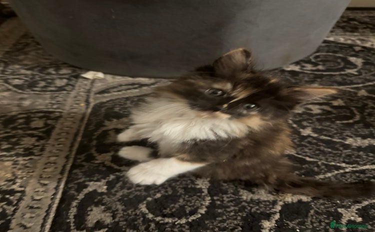 Maine Coon cats - Advert 4