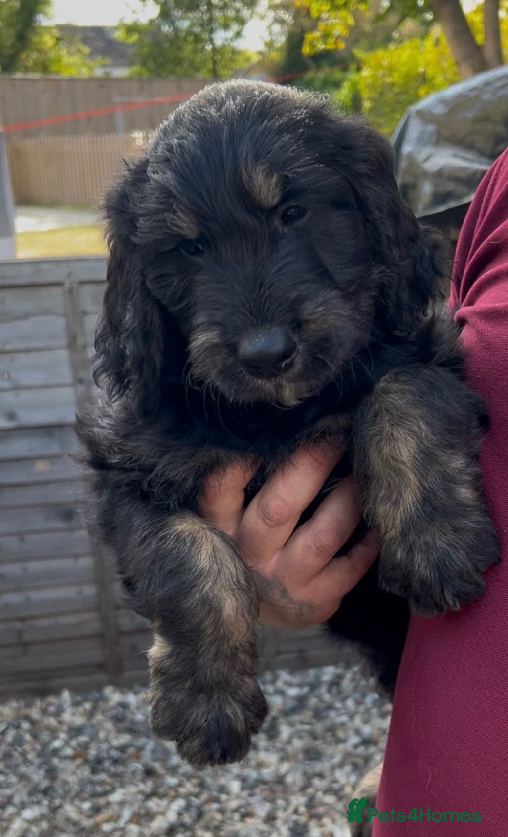 Goldendoodle dogs F1 Goldendoodle Puppies - Ready to go home🐾  - Advert 1
