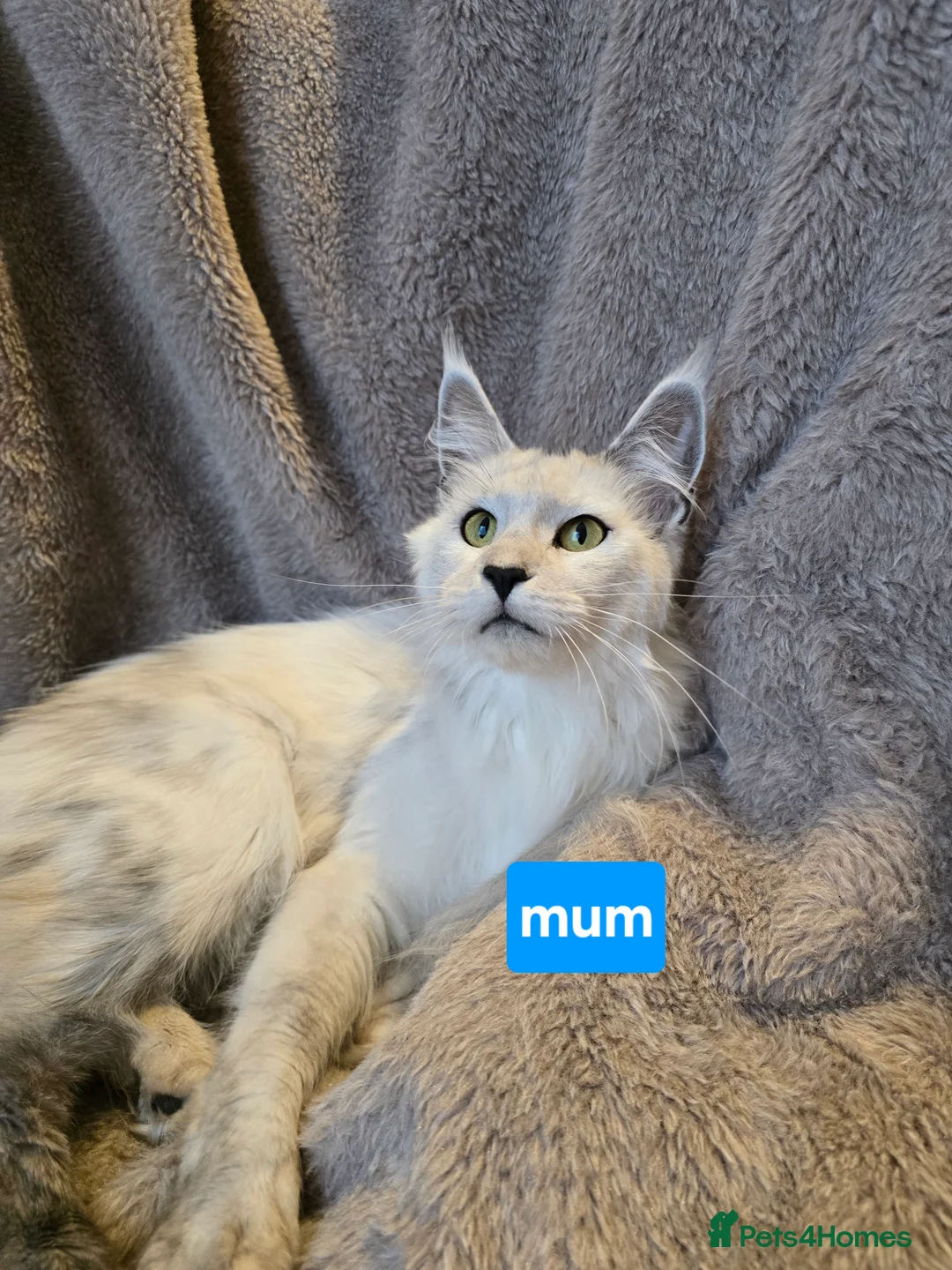 Maine Coon cats for sale: Shaded kittens  - Advert 1