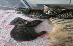 European cats for sale: 4 beautiful kittens looking for the New 🤎 home  - Image 29