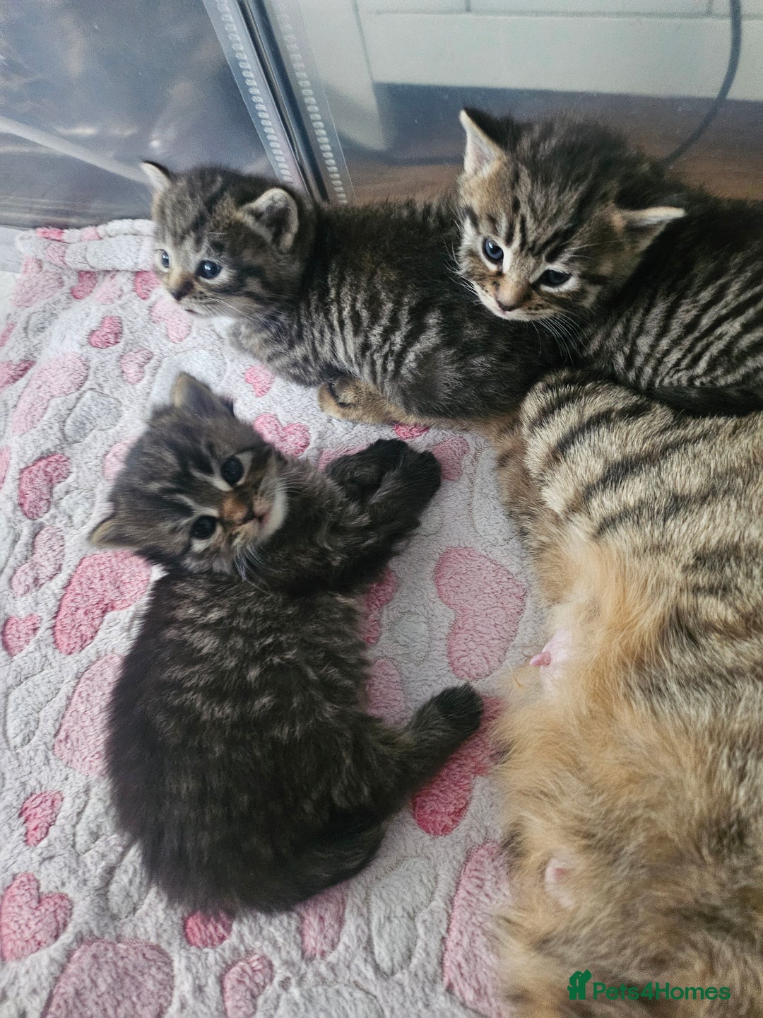 European cats for sale: 4 beautiful kittens looking for the New 🤎 home  - Image 29