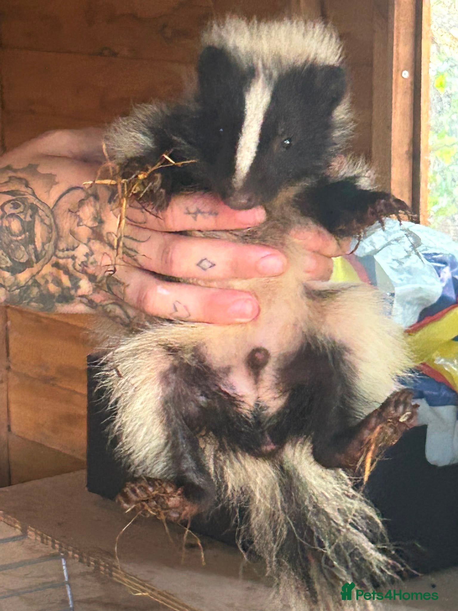Mixed Breed rodents 3 beautiful male skunks  - Advert 15