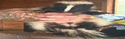 Mixed Breed rodents for sale: 3 beautiful male skunks  - Advert 1
