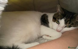 Mixed Breed cats for sale: Cat for sale/adoption - Image 3