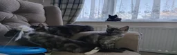 Maine Coon cats for sale: Maincoon kittens in Durham - Advert 3