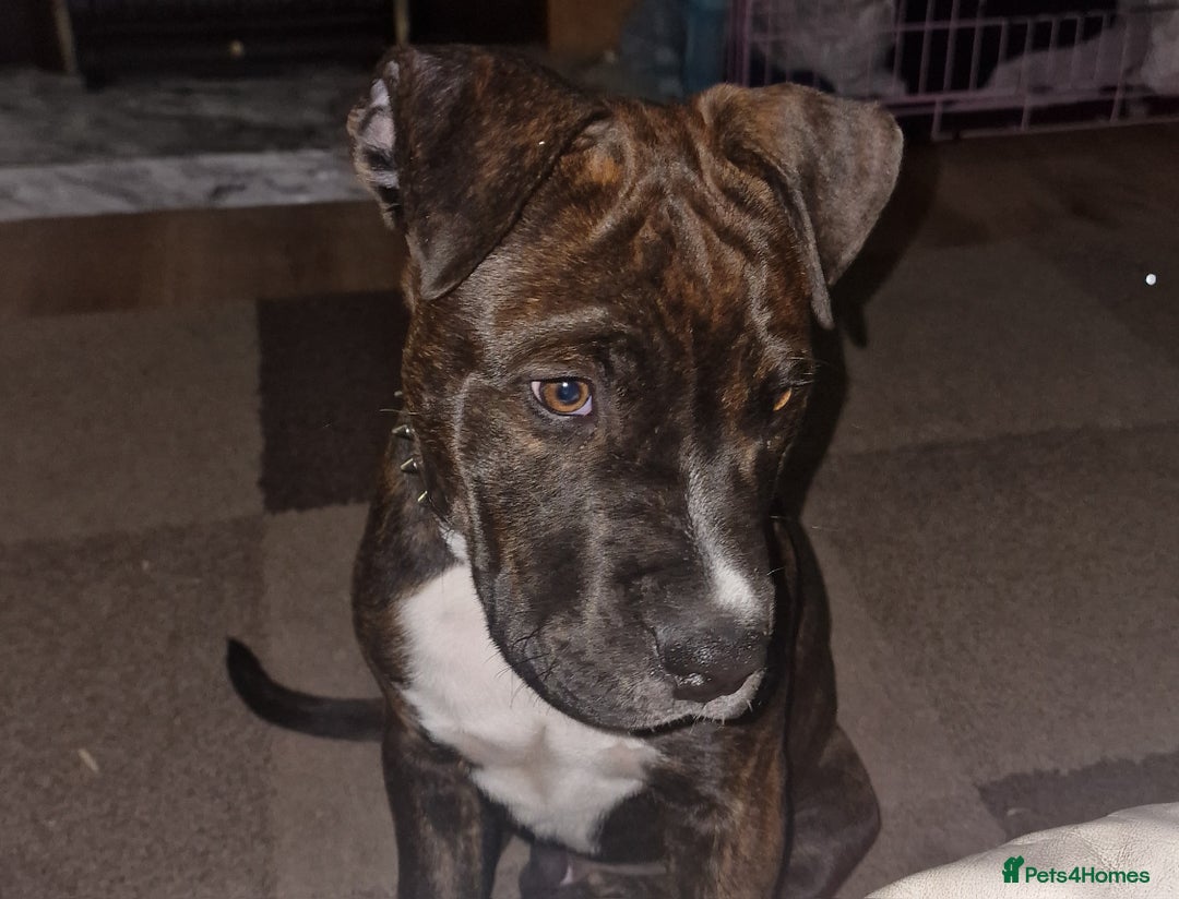 Mixed Breed dogs for sale: American bulldog  - Advert 4