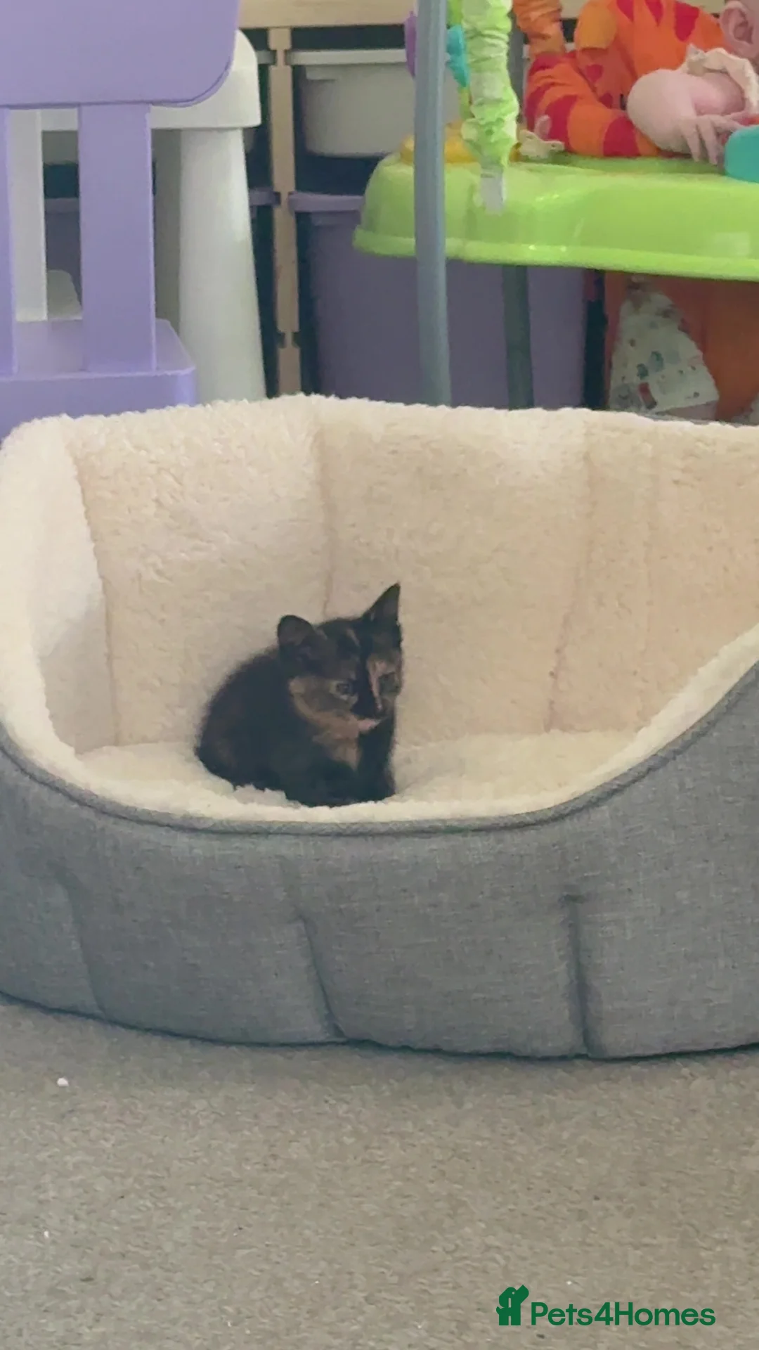 Domestic Shorthair cats for sale: Oliver H  - Advert 2