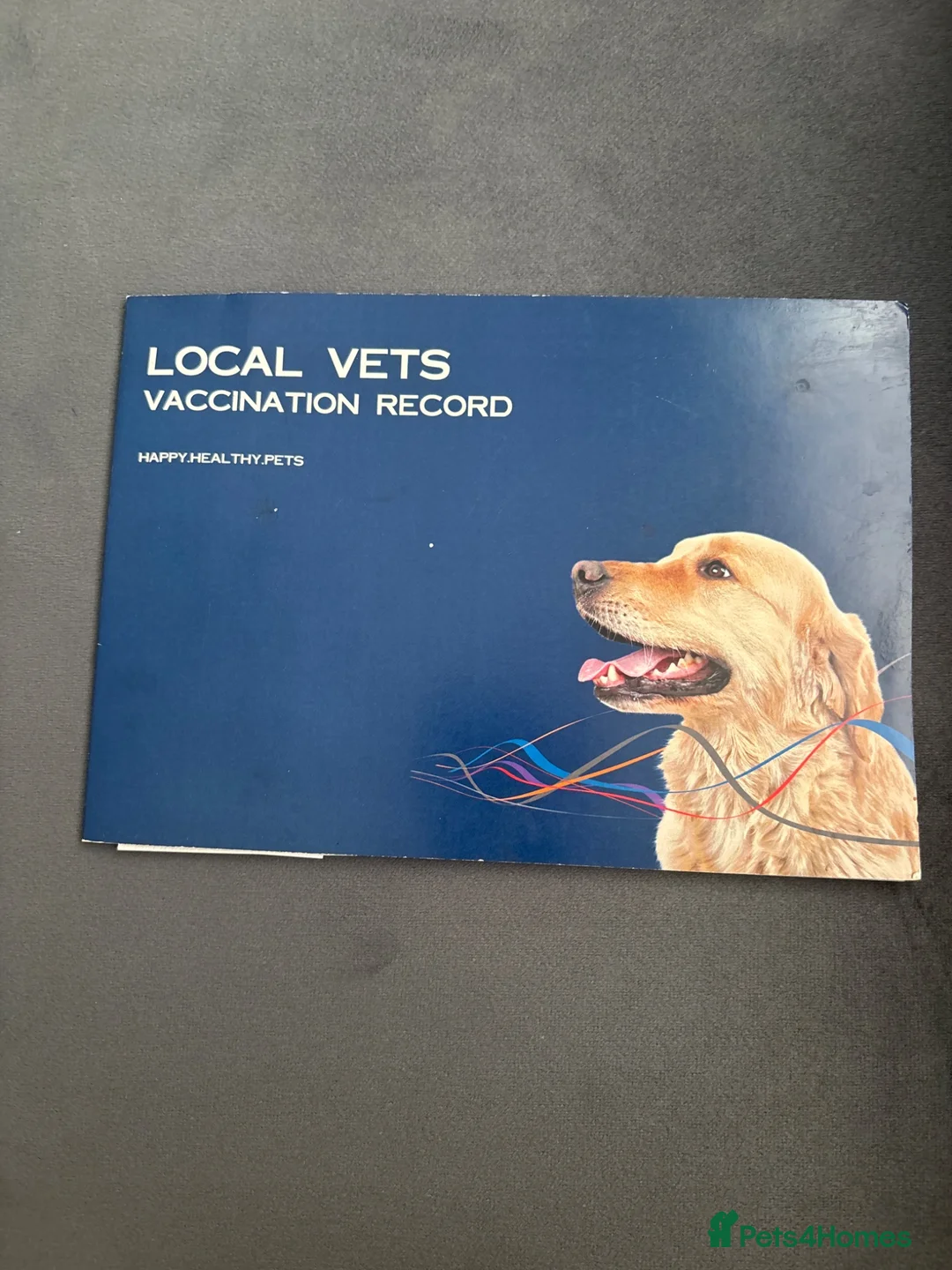 Yorkiepoo dogs for sale: Yorkie poo, microchipped vaccined with paperwork - Advert 2