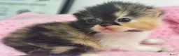 Exotic cats for sale: 3 beautiful quality exotic kittens - Advert 2