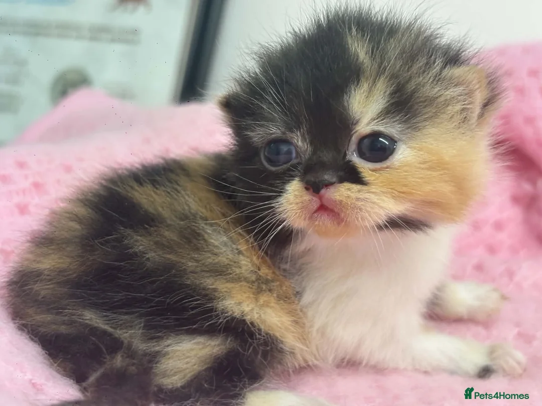 Exotic cats for sale: 3 beautiful quality exotic kittens - Advert 2