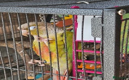 Conures birds for sale: Pineapple green cheeked conure - Image 4