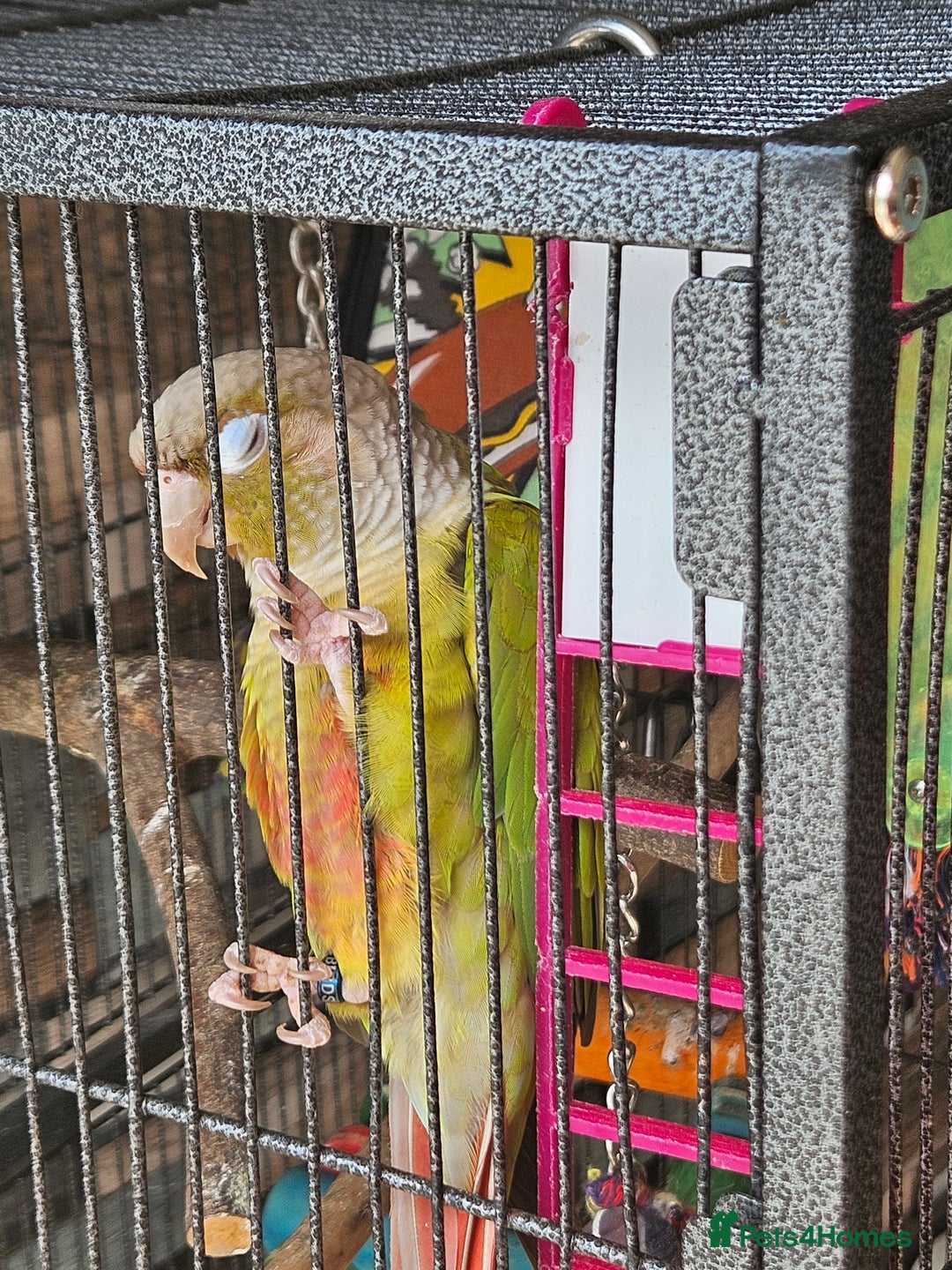 Conures birds for sale: Pineapple green cheeked conure - Image 4