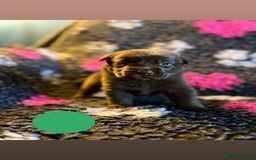 Borador dogs for sale: Gorgeous litter of chocolate Labrador cross pups  - Image 18