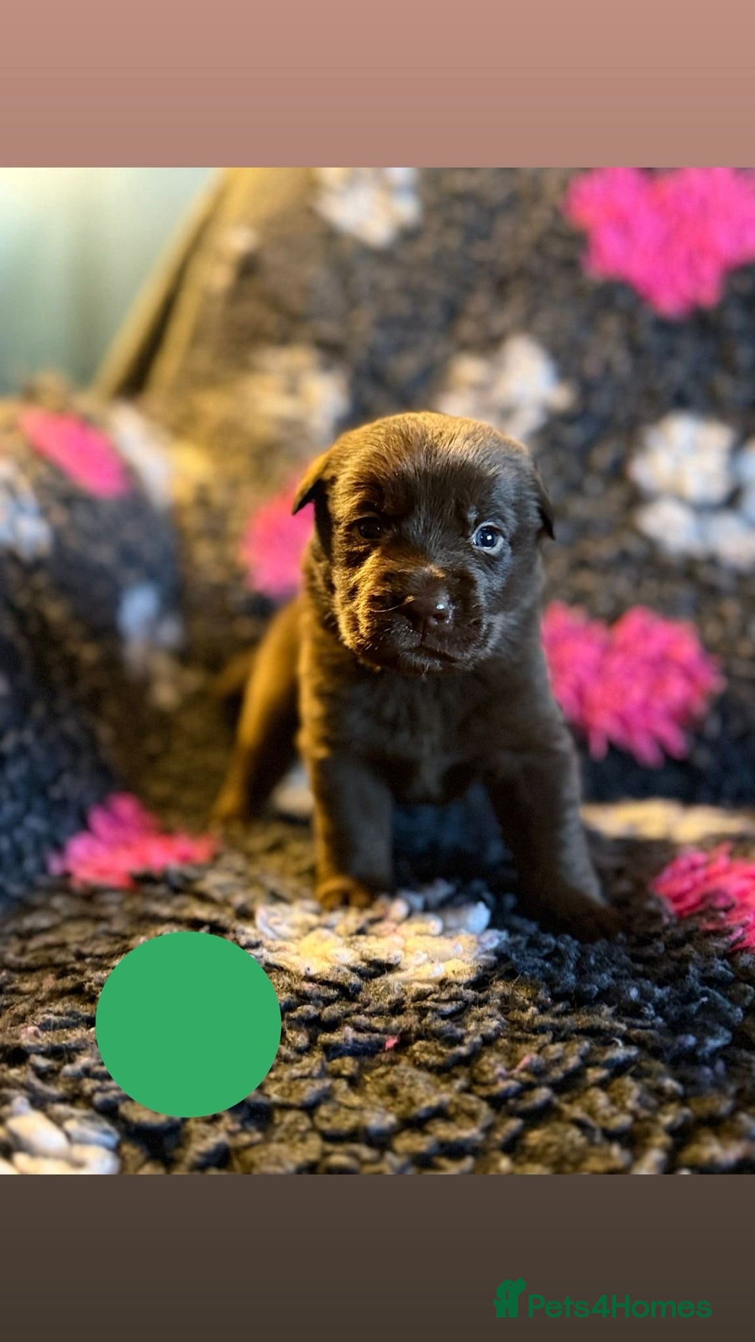 Borador dogs for sale: Gorgeous litter of chocolate Labrador cross pups  - Image 18