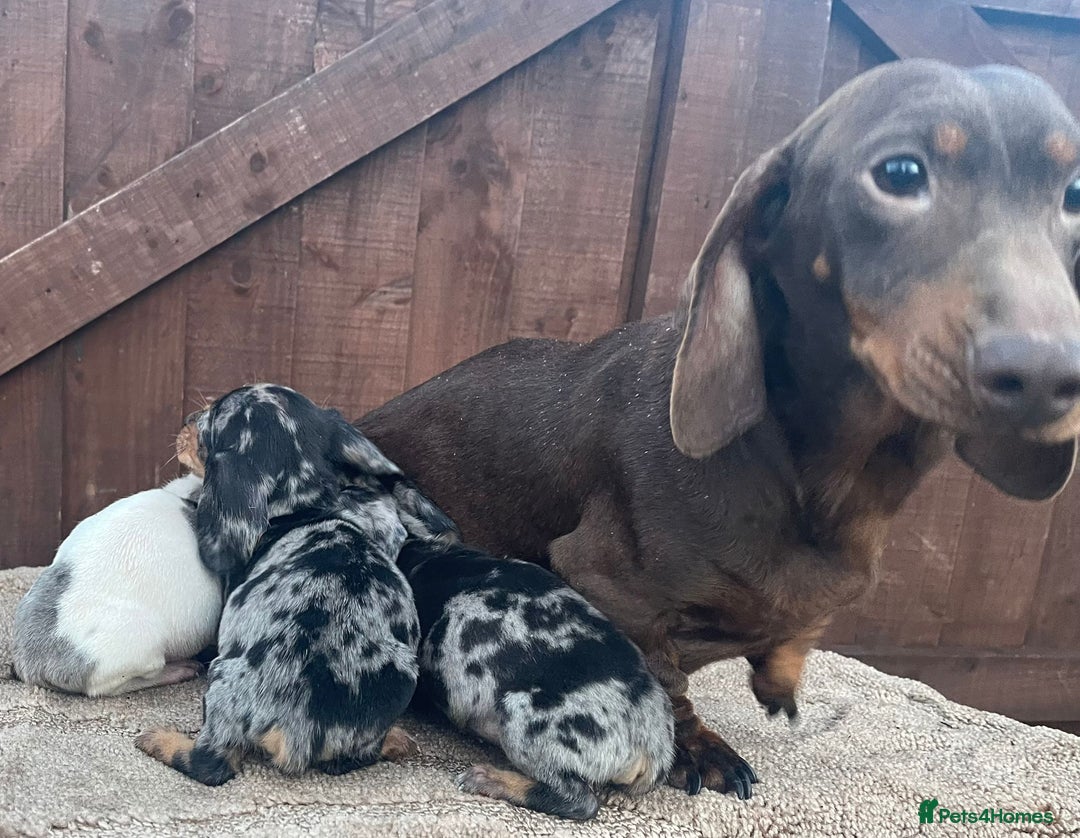 Dachshund dogs for sale: 3 beautiful dachshund puppies for new home!!!! - Advert 10