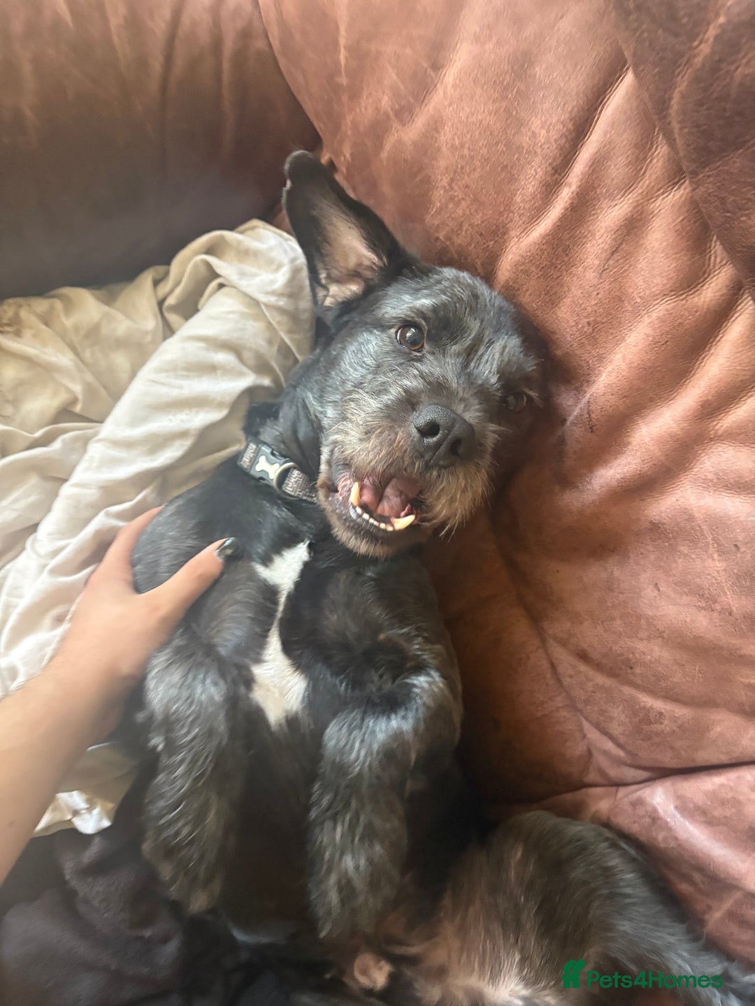 Mixed Breed dogs for sale: Mowgli/Mogi - Advert 4