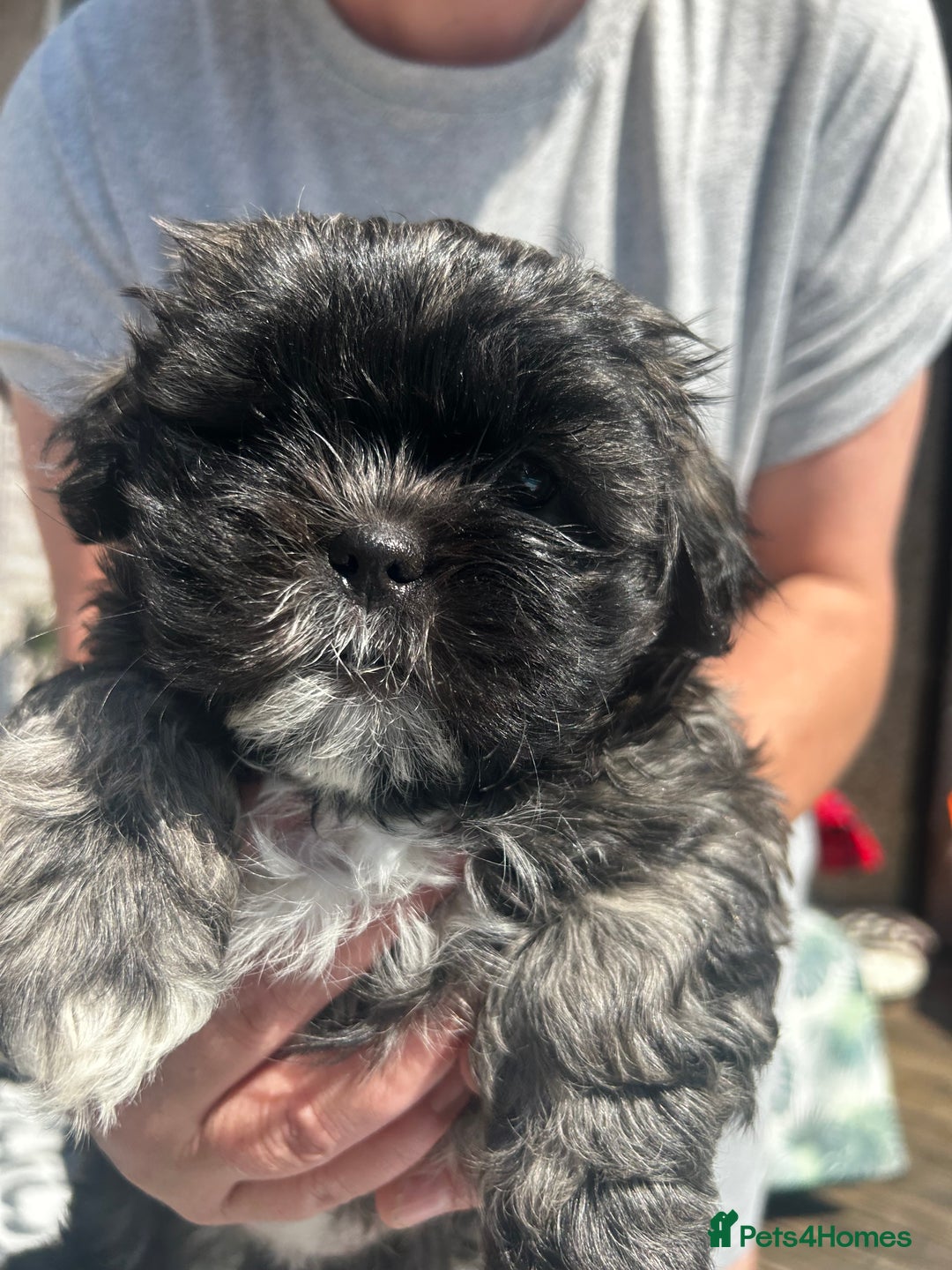 Zuchon dogs for sale: ONE LAST GORGEOUS GIRL  - Image 1