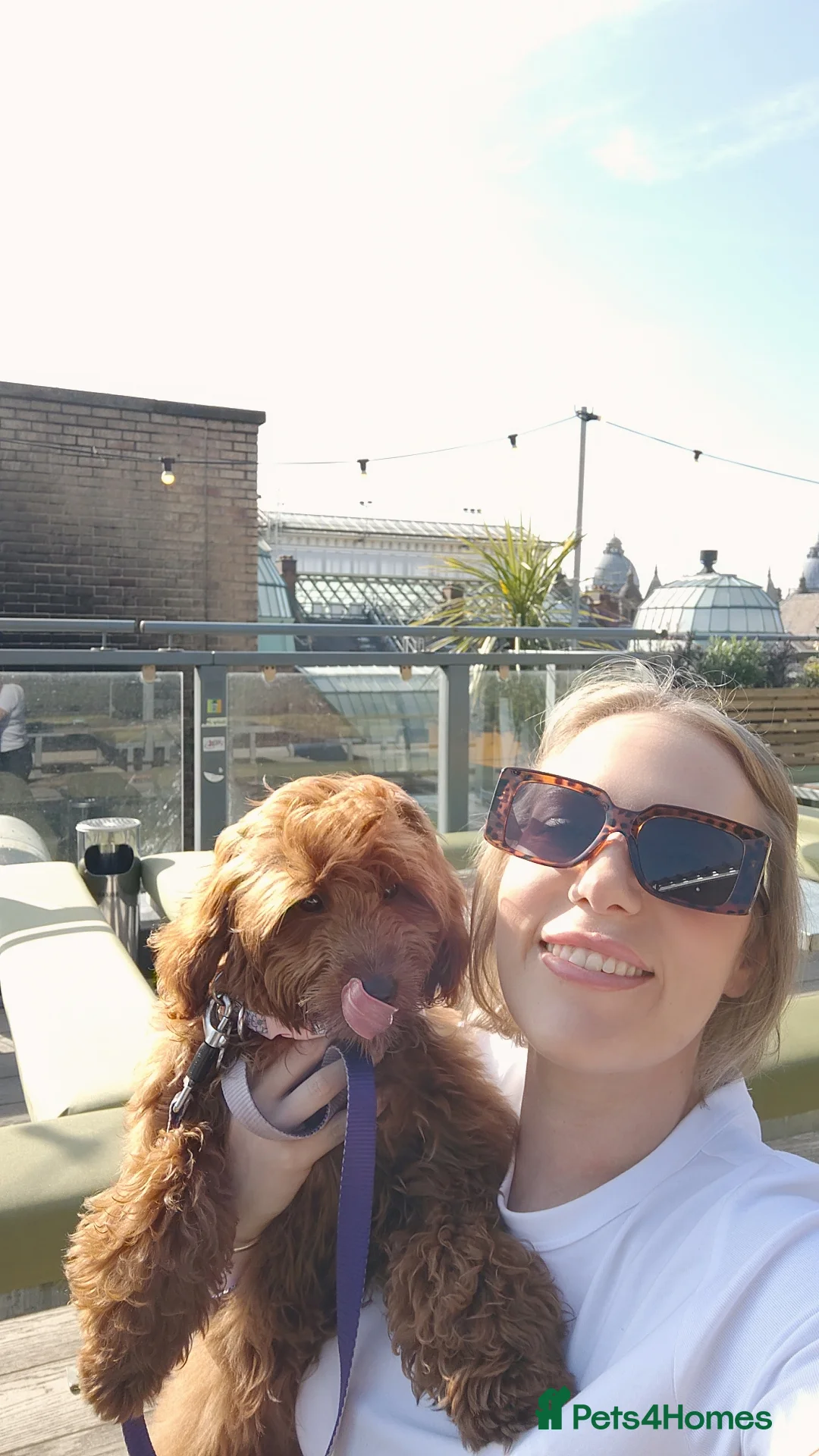 Cockapoo dogs for sale: Frankie  in Leeds - Advert 2