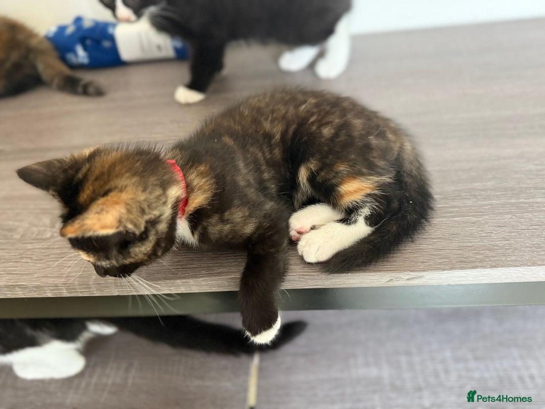 Mixed Breed cats for sale: 2 GORGEOUS KITTENS AVAILABLE NOW!  - Image 3