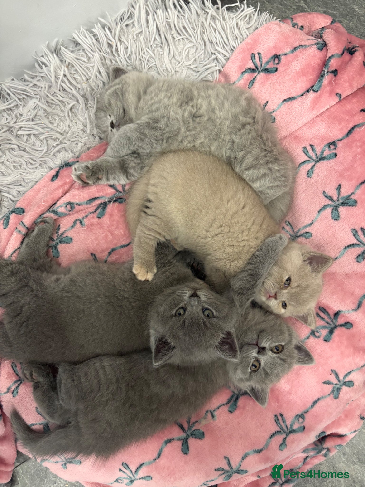 British Shorthair cats Ready to go ASAP! BSH kittens from pedigree parent - Advert 21