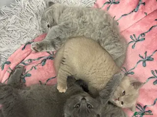 British Shorthair cats Ready to go ASAP! BSH kittens from pedigree parent - Advert 21