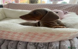 Miniature Dachshund dogs for sale: Miniature Dachshund  - Image 31