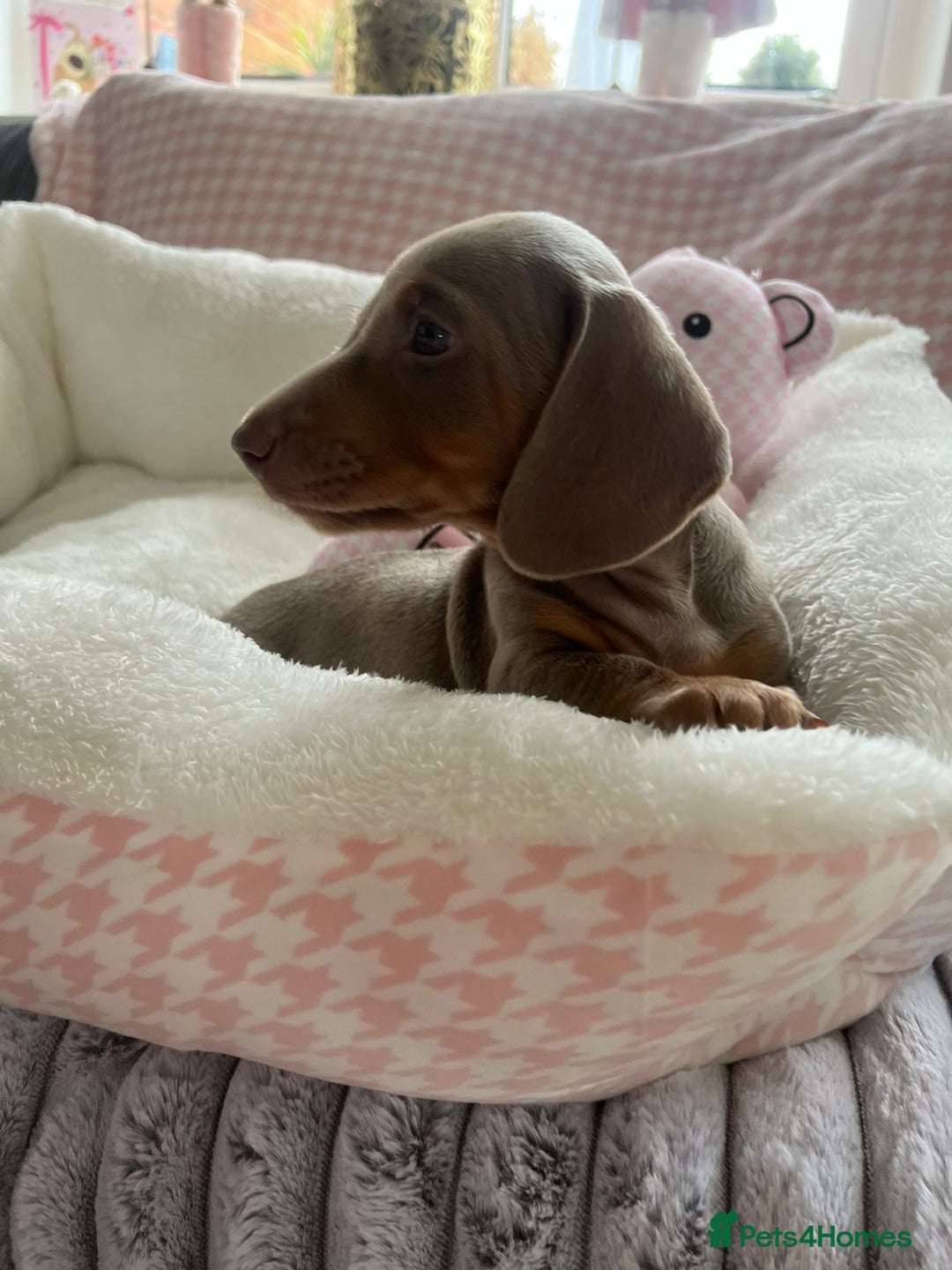 Miniature Dachshund dogs for sale: Miniature Dachshund  - Image 31