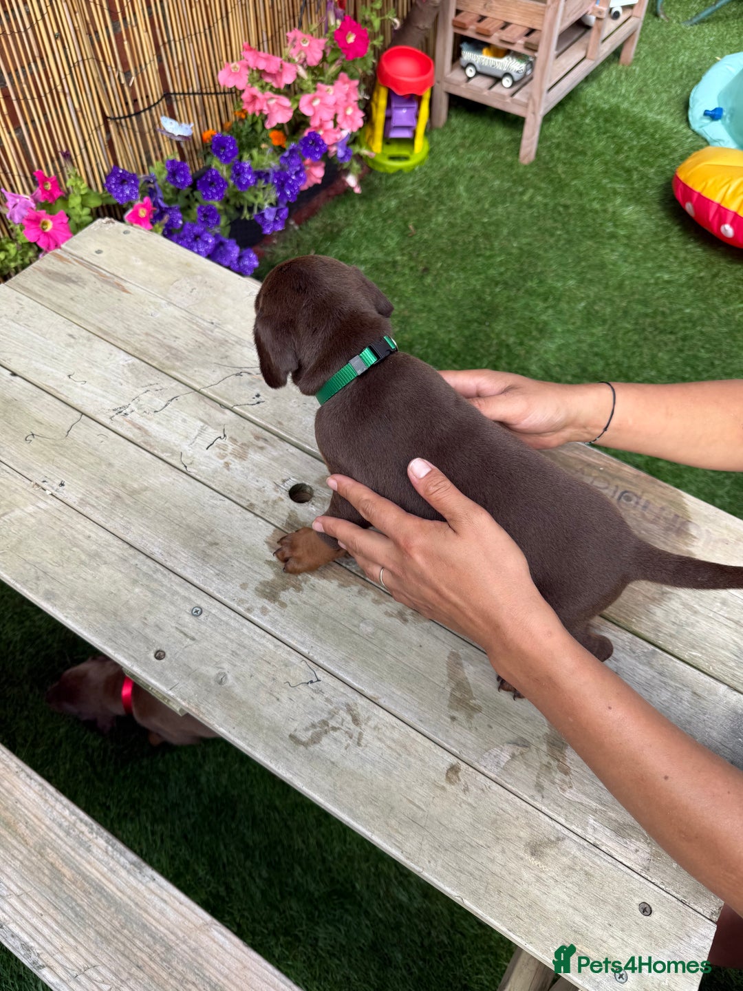 Dobermann dogs for sale: Doberman brown & tan - Image 30