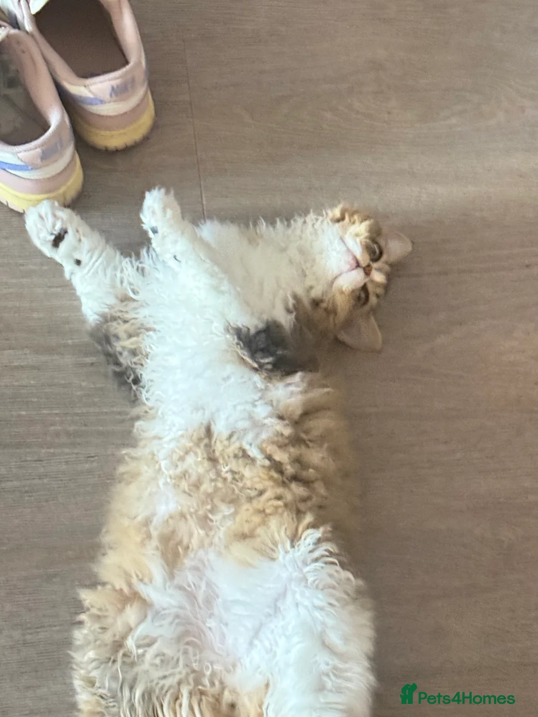 Selkirk Rex cats for sale: Pumpkin  - Advert 5