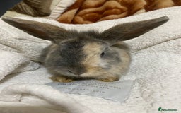 Mixed Breed rabbits for sale: Beautiful Bunnies Ready For New Homes - Advert 17