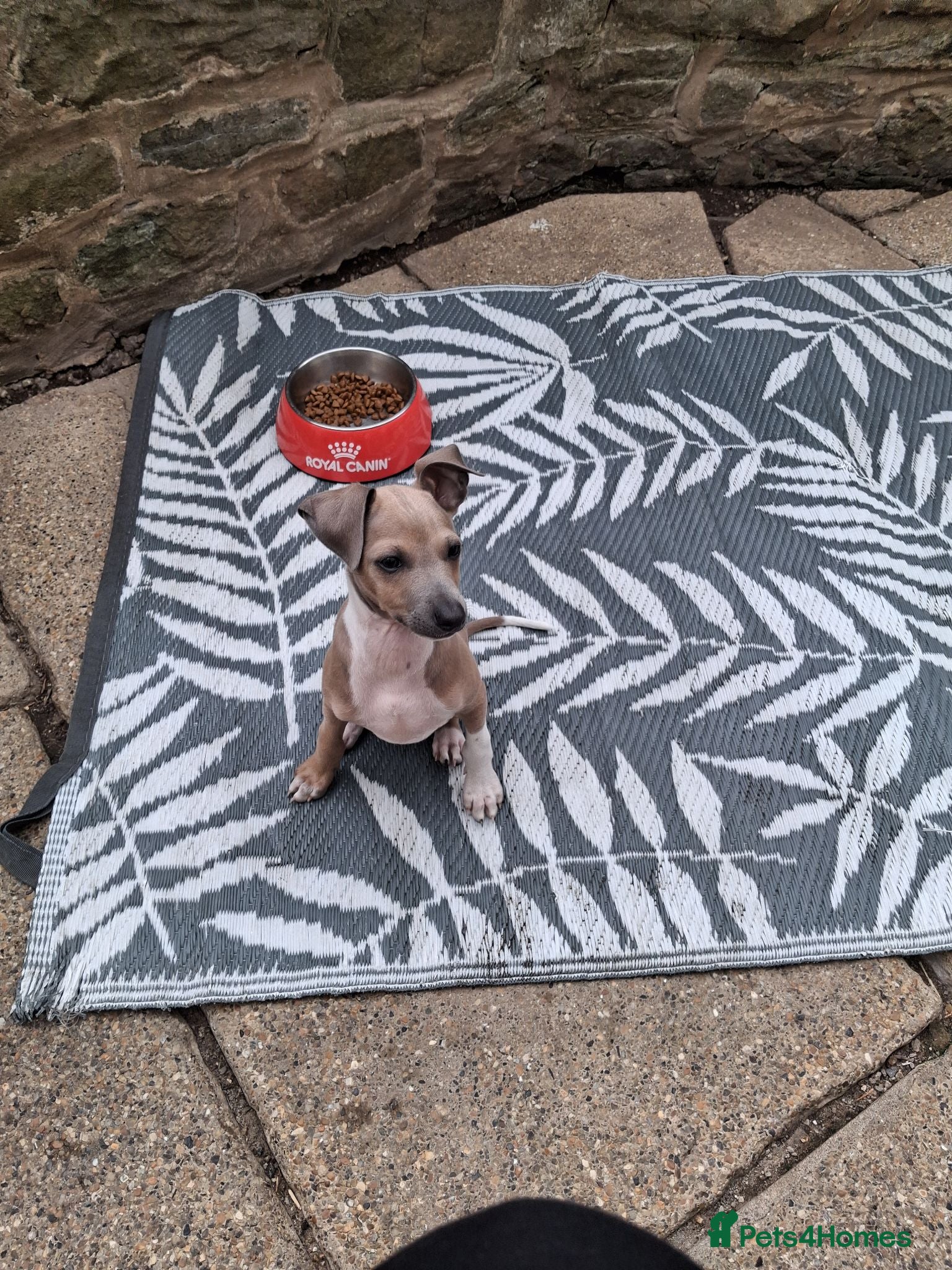 Italian Greyhound dogs READY KC Registered Italian greyhound Dog puppy - Advert 2