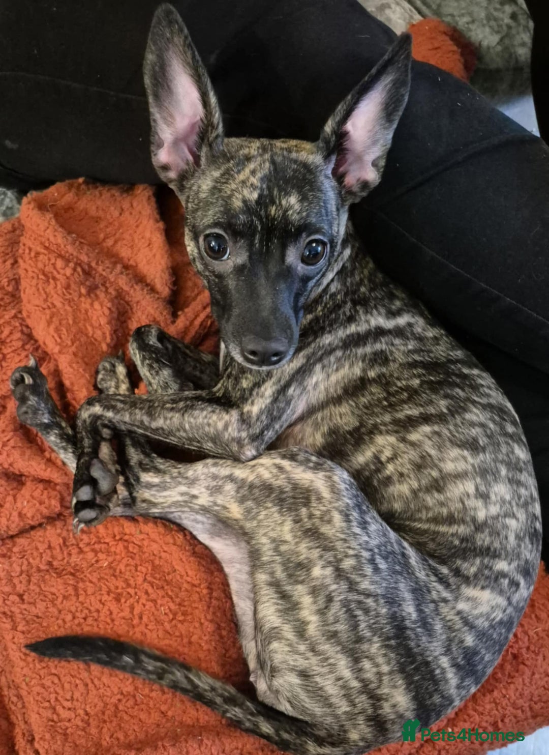 Mixed Breed dogs for sale: Peppa  - Image 2