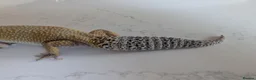 Leopard Gecko reptiles for sale: 7-Year-Old Leopard Gecko + Full Vivarium Setup - Advert 6
