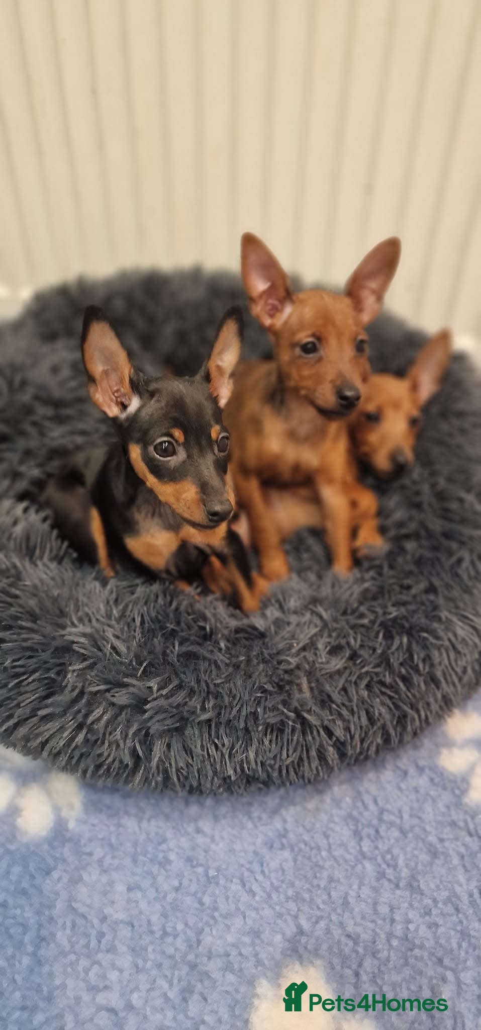 Miniature Pinscher dogs Pure 100% Miniature Pinscher-Licensed Breeder🐾❤️  - Advert 3