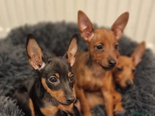 Miniature Pinscher dogs Pure 100% Miniature Pinscher-Licensed Breeder🐾❤️ - Advert 3