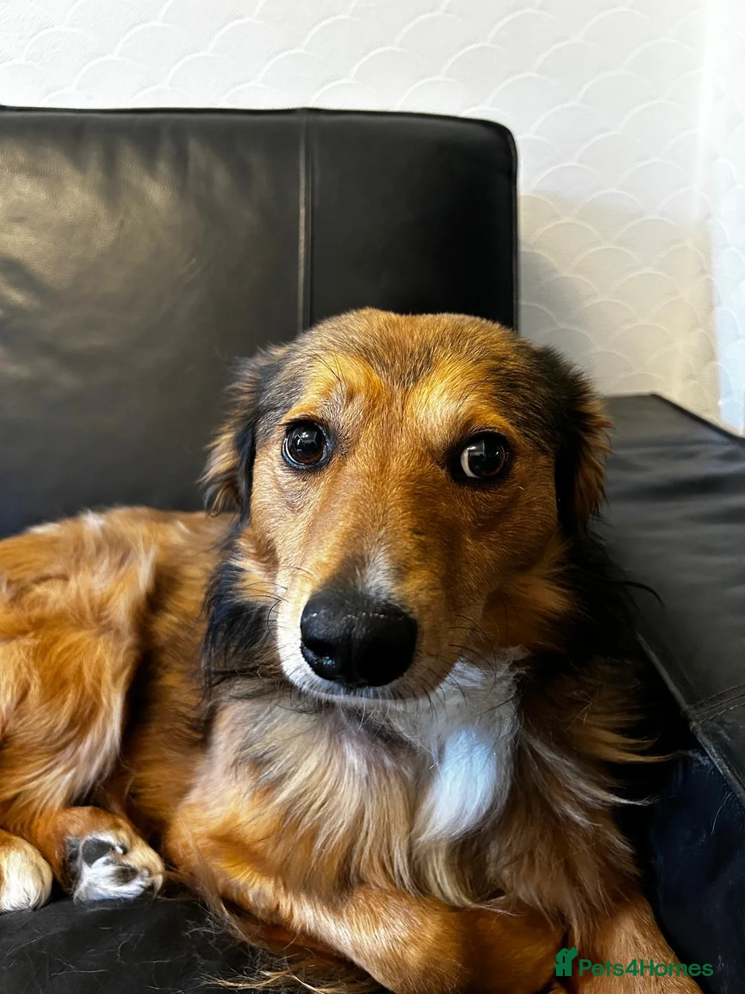 Mixed Breed dogs for adoption: Solo 💙🐾 in Worcester Park - Advert 2