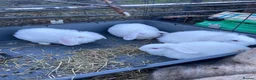 Mixed Breed rabbits for sale: 🐰 9 Rabbits for Sale – 11 Weeks Old 🐇 in Exeter - Advert 12
