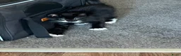 Mixed Breed cats for sale: kitten 8 weeks old  in Rotherham - Advert 4