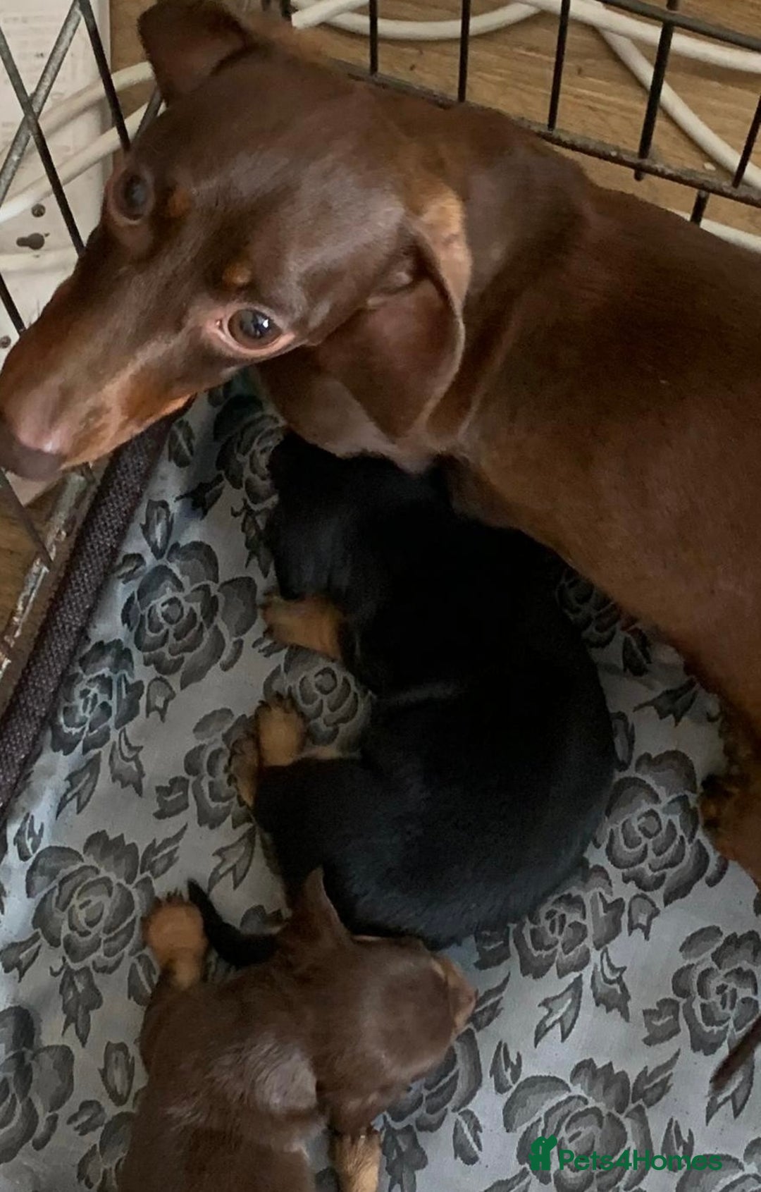 Miniature Dachshund dogs for sale: Kaneishan minature Daschund puppies  - Image 2