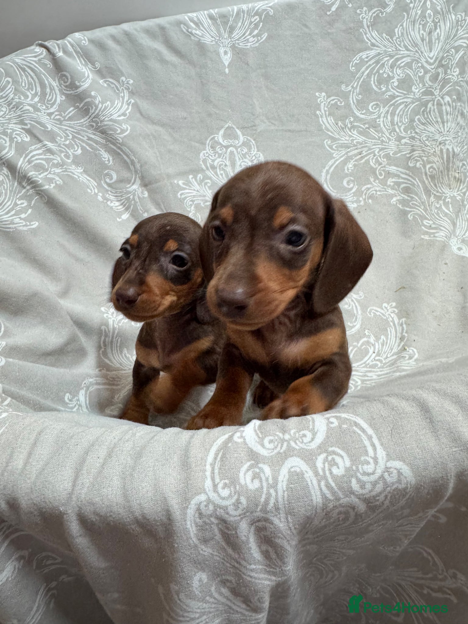 Miniature Dachshund dogs CHOCOLATE AND TAN GIRL PUPPIES  - Advert 1