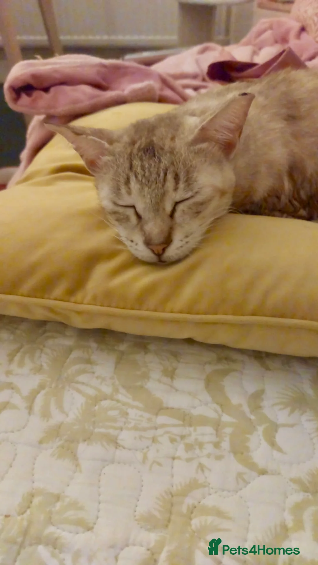 Mixed Breed cats for adoption: Gentle Senior Indoor Cat Needs Loving Home - Advert 8