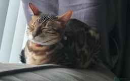 Bengal cats for sale: Female Bengal Cat Adult NOT KITTEN  - Image 1