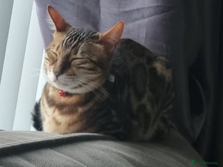 Bengal cats - Advert 32