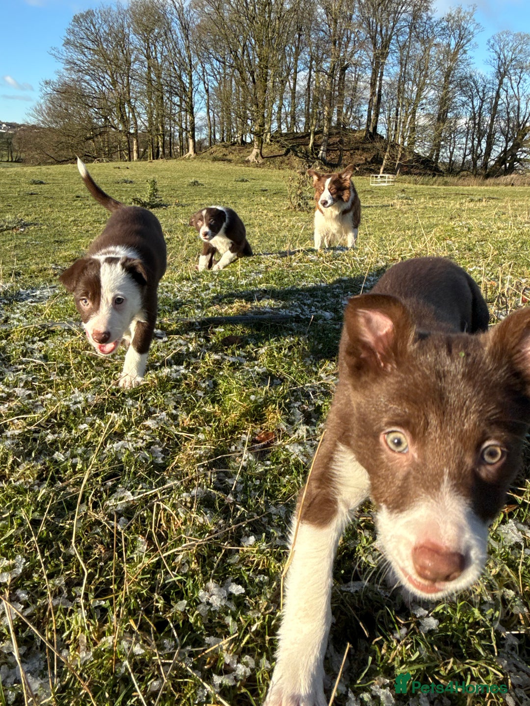 Border Collie dogs for sale: Red & White Border Collie Puppies - Advert 3