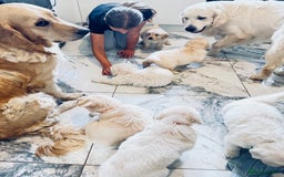Golden Retriever dogs for sale: Stunning champion blood golden retriever  - Image 4