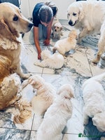 Golden Retriever dogs - Advert 5