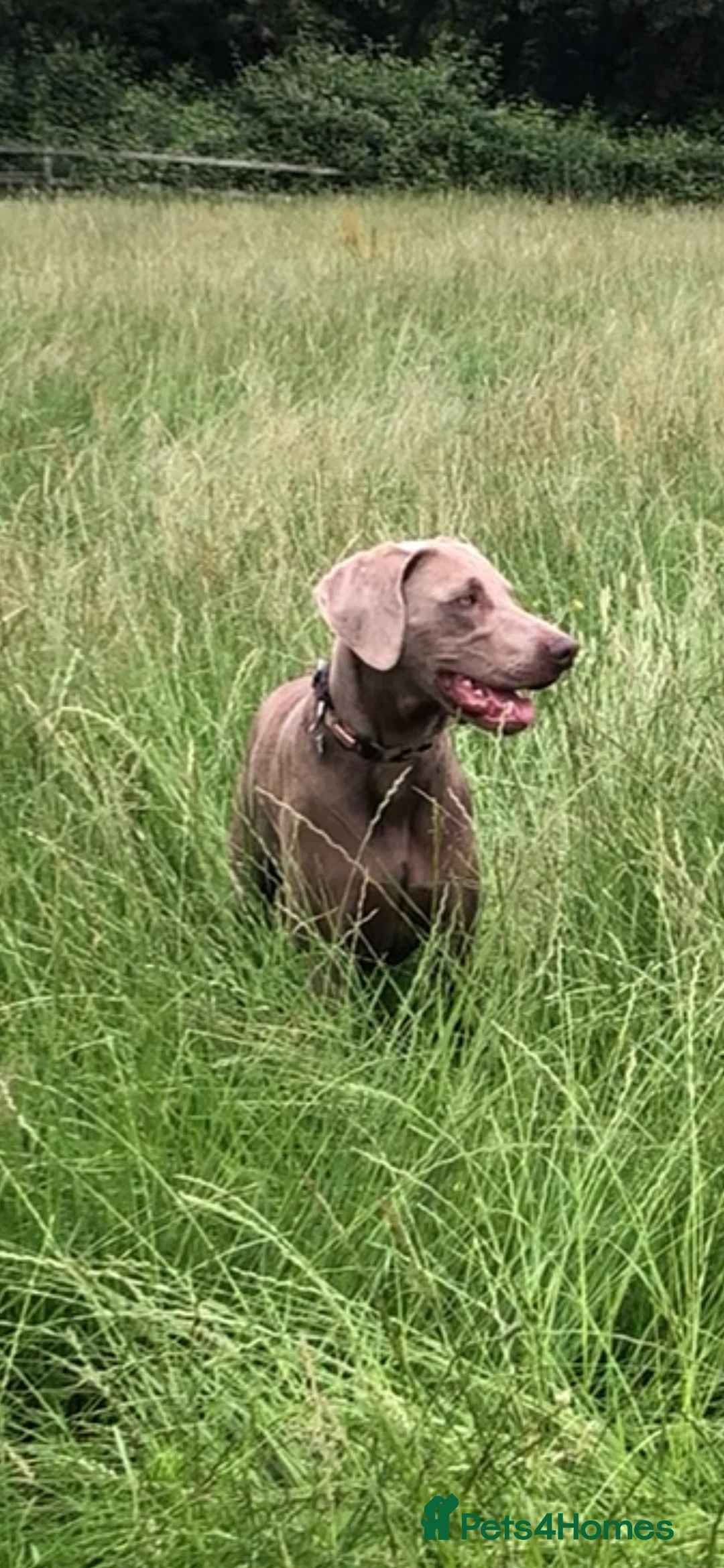 Weimaraner dogs for stud: Words of Wisdom in Bedford - Advert 4