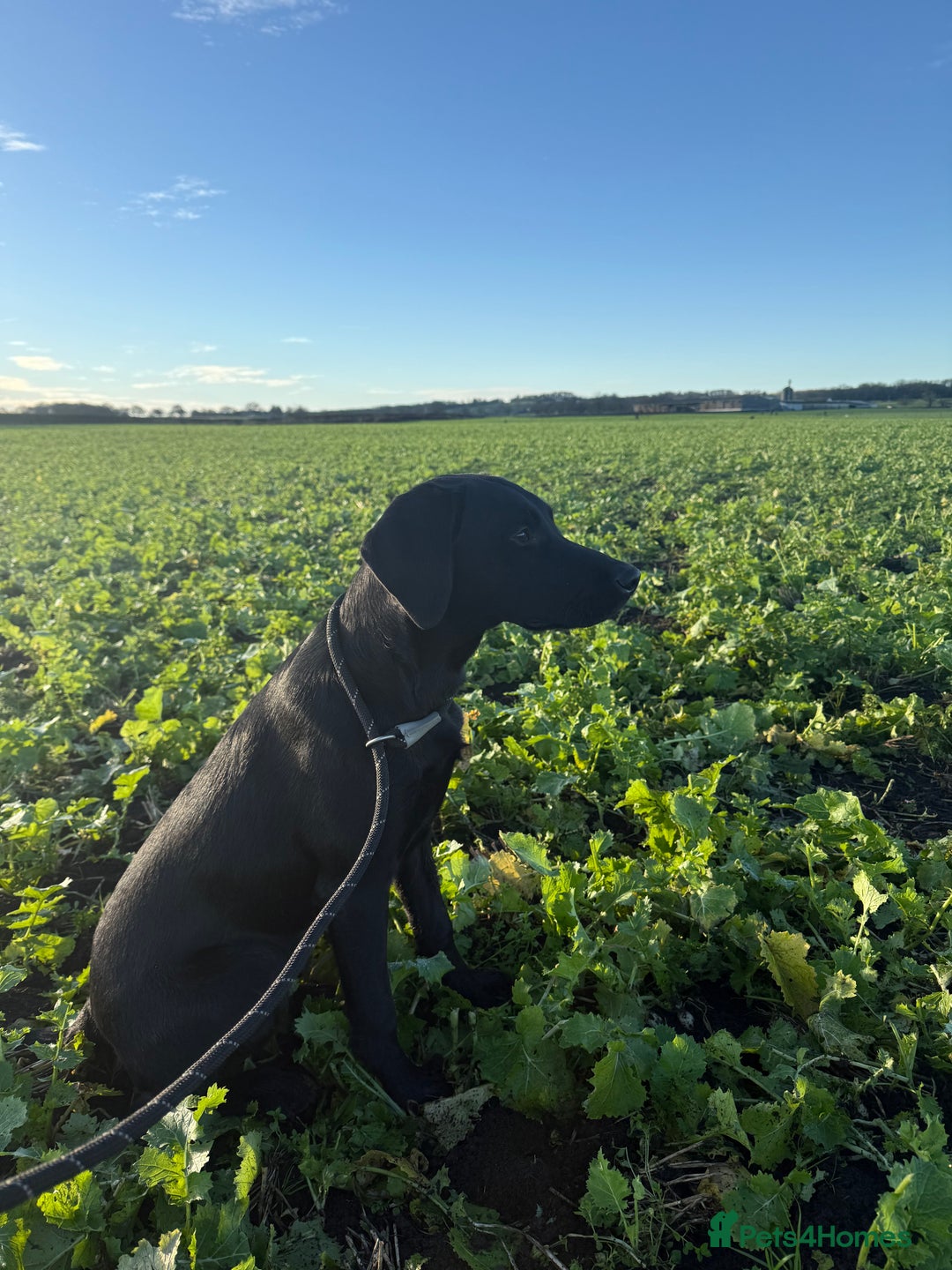 Labrador Retriever dogs for stud: Working KC reg proven black lab  - Advert 5