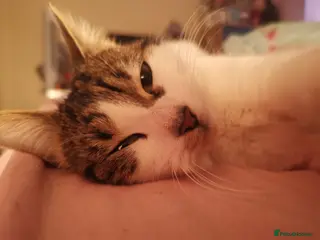 Mixed Breed cats Meet Sophie. - Advert 3