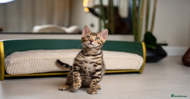 Bengal cats Flapjack-Stunning Brown Bengal-Champion TICA Line - Advert 5